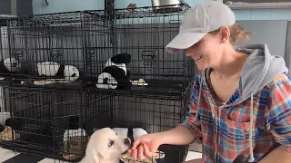 Day in the life of 6, 8 weeks old golden retriever puppies (The Bumblebee Litter)