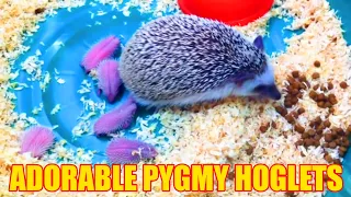 Pet pygmy hedgehog giving birth