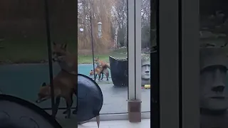 Foxes mating