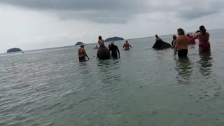 Купание слонов на пляже Кай-Бае