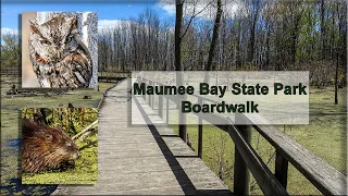 Maumee Bay State Park Boardwalk Wildlife