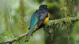 Birding Brazil 2023 12/14 Atlantic Forest: Parque Estadual Intervales (2)