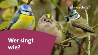 Singvögel erkennen und unterscheiden - Das kleine 1x1 der Artenkunde  | Planet Schule