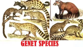 Genet Species - All Genet Species Of The World