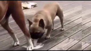 PUPPY PUKES After SNIFFING DOGS BUTT HOLE