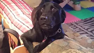 When you just realized that your dog is special