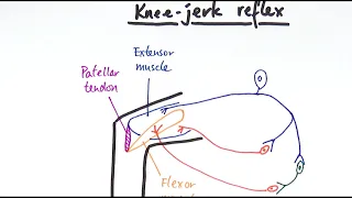 A2 Biology - Reflexes (OCR A Chapter 13.8)