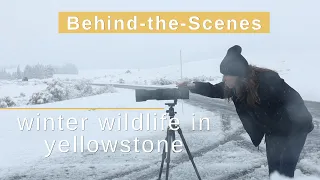 winter wildlife in yellowstone | behind the scenes!
