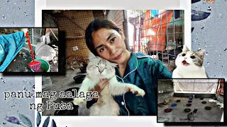 Pusa is life our daily Routine sa araw araw| #catlover #petlover |appledelarnentevlog😸😻
