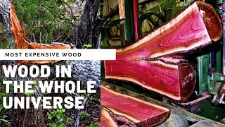 Most Expensive Wood in the World Amazing Things You have Never Seen it Before