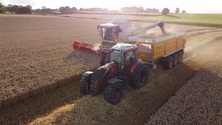 Moisson 2022 au couché du soleil | Claas Tucano 450