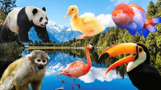 Cute little Animals - Toucan, Fish, Chicken, Elephant, Swan, ,Flamingo, Pig, Peacock- Animal Sounds