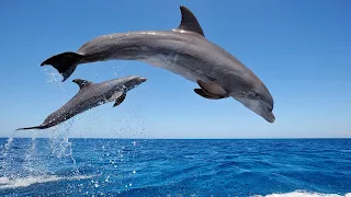 Amazing Wild Dolphins doing Spinner Jumpings - Funny Videos