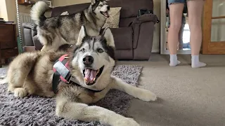 Husky Tries To Howl With His Old Best Friend