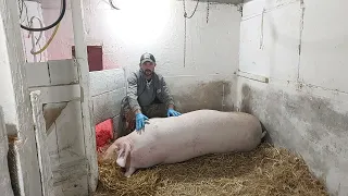 //Все буде🇺🇦//Чи будуть жити//Вакцинація проти правил Ерісенгпарво тест без ревакцинаціїх//