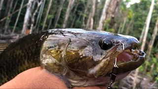 Jungle Swamp Fishing - Lots of wolffish types traped in a small swamp