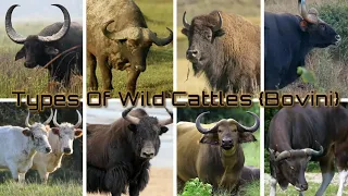 Types Of Wild Cattles