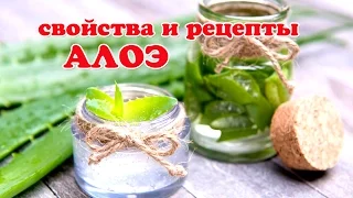 АЛОЭ лечебные свойства и Рецепты!