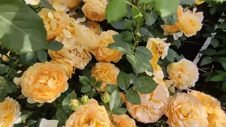 Цветение роз 2021🤩🤩Кусочек первого цветения Голден Селебрейшен и Блю фо ю
