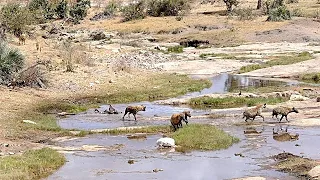 Hyenas are only scared of male lions