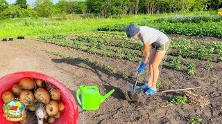 🥔The GARDEN began to feed us! DIGGING young POTATOES at the end of May!