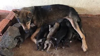 Mother Dog Reunited With Her Puppies All Grown Up | The Puppy Reunited | Baby Dog Newborn Nine