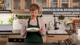 Выращиваем микрозелень брокколи дома