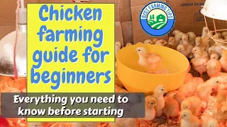 Chicken farming guide for beginners: Everything you need to know before starting