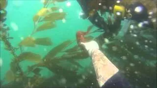 Refugio freedive spearfishing and lobster dive