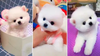 Dog Pet Puppy Pomeranian Grooming Teddy bear style ! dogs story #short 29