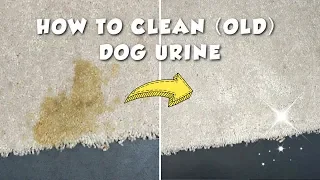 How to clean old dog urine stain