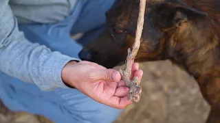 Poda de Formación al segundo año de la vid