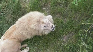 Незабываемо! Львы поют прямо подо мной! #тайган