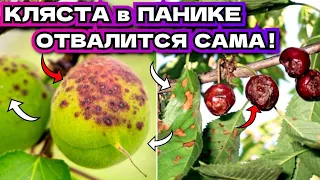 Плоды в ПЯТНАХ листья В ДЫРОЧКУ! Лучшее средство от клястероспориоз абрикос, персика, вишни, черешни