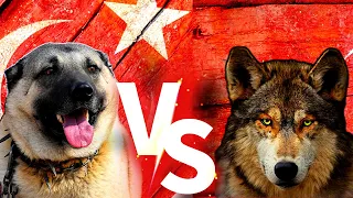 Turkish Kangal Vs Kurt Wolf Vs Sivas Kangal Cinsi Köpekleri 4K #kurt #kangal #köpek