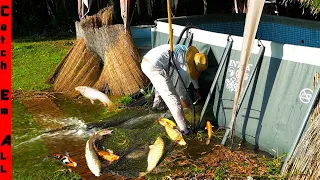 FISH FLOODING EVERYWHERE After POND EXPLODES!