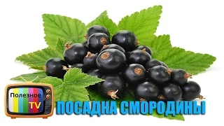 Как посадить смородину! Посадка смородины весной