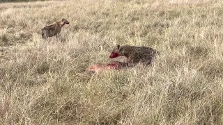 EPIC Kill 2X- Maasai Mara August 2021