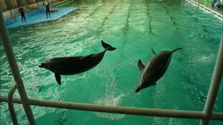 Санкт-Петербургский дельфинарий/St. Petersburg Dolphinarium.( фото)