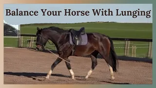 How To Lunge A Horse When They Are Green