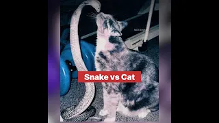 Snake vs Cat 😺😱। snake attack on cat। facts bright1। #shorts