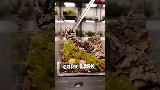 Mini Terrarium Ecosystem #shorts