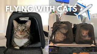 HOW TO FLY WITH CATS: Complete guide to traveling with your pet!