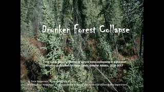 Drunken Forest Collapse HD