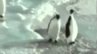 Pinguinfreundschaft