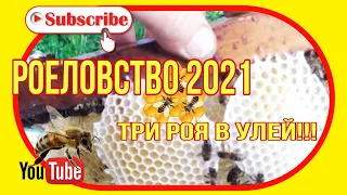 Роеловство 2021. Три роя в улей.