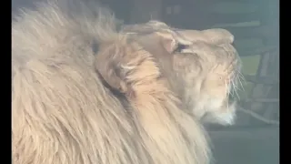 ПОДКРАЛИСЬ КО ЛЬВУ и ЛЮБУЕМСЯ!  А он ТАК  РЫЧИТ!!!❤️ #львы #lion #animals