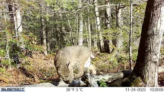 November trail cam: Barred owl, black bear, bobcats