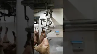 Abattoir Pig Spiral (new installation).