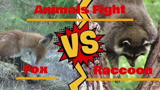 Wild showdown: Fox vs Raccoon, who will win?